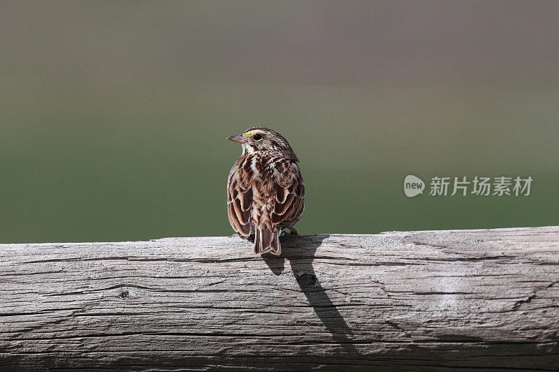 沙凡那麻雀(燕雀)站在栅栏栏杆上。