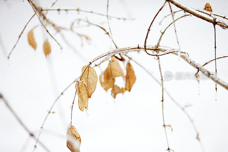 在冬天被冰冻的冰覆盖的枯萎叶子的特写
