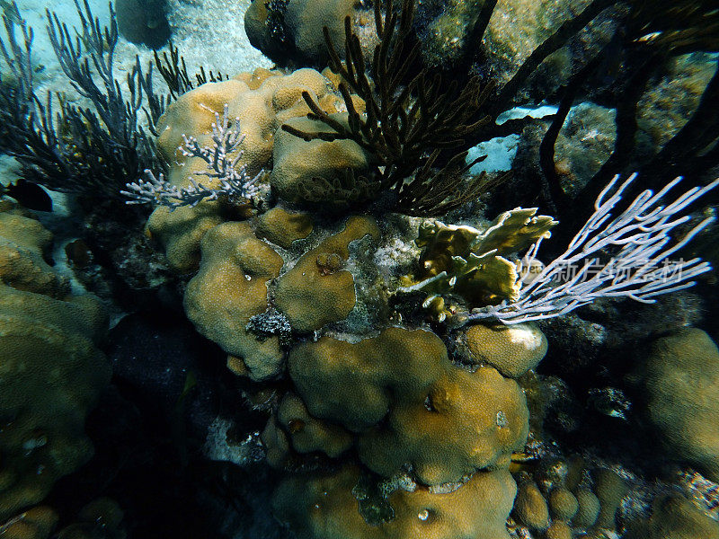 软珊瑚及硬珊瑚