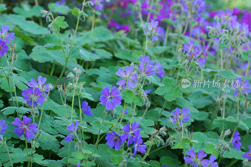 天竺葵和紫色西洋菜