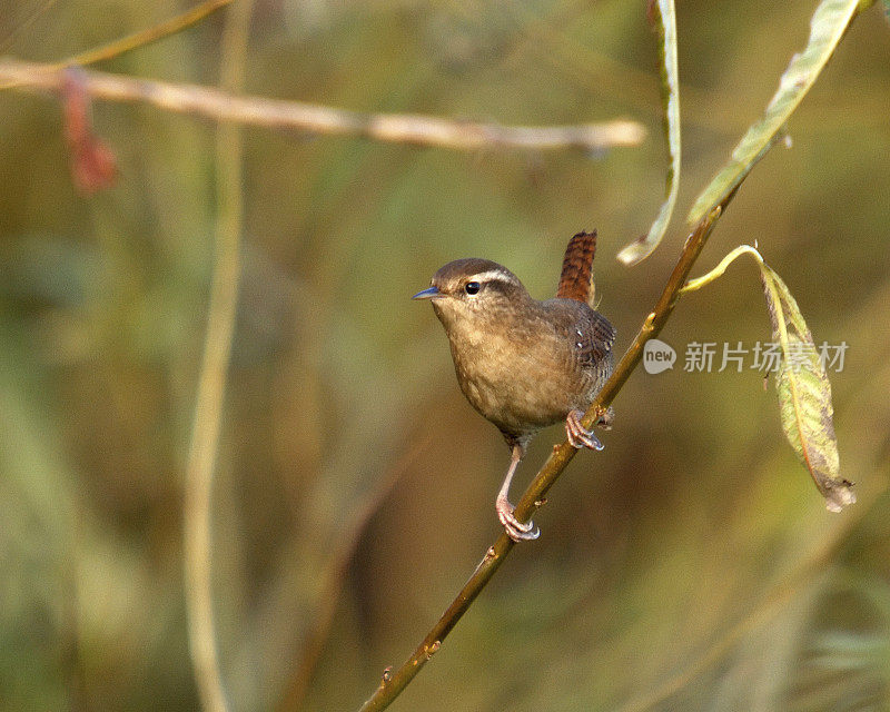 雷恩(Troglodytes-troglodytes)