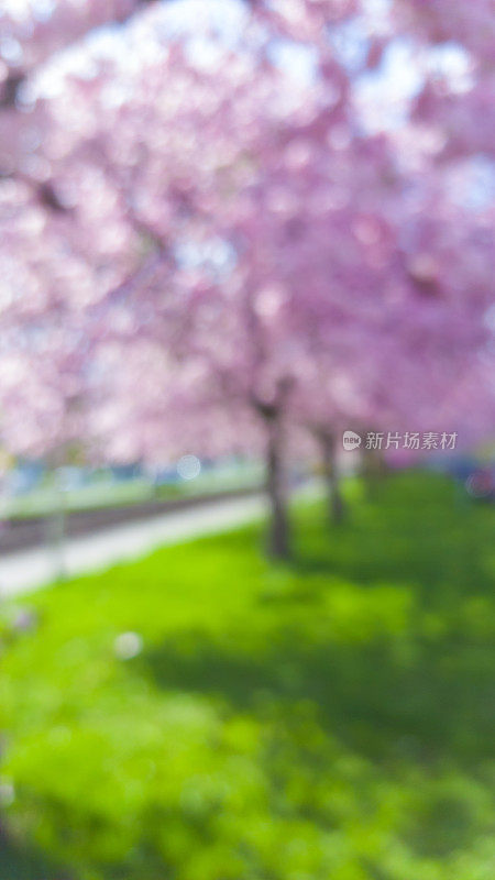 粉红色的日本樱花在春天散去了