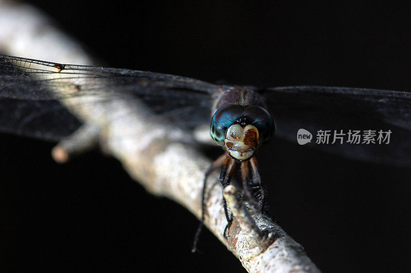 蓝眼睛蜻蜓