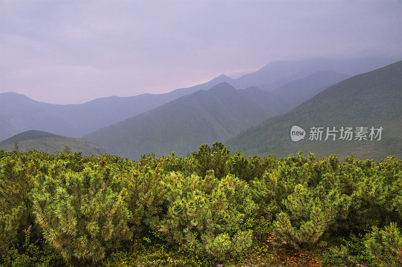 东西伯利亚山脉(雅库特)的雪松