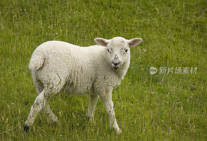 小羊在镜头前的姿势