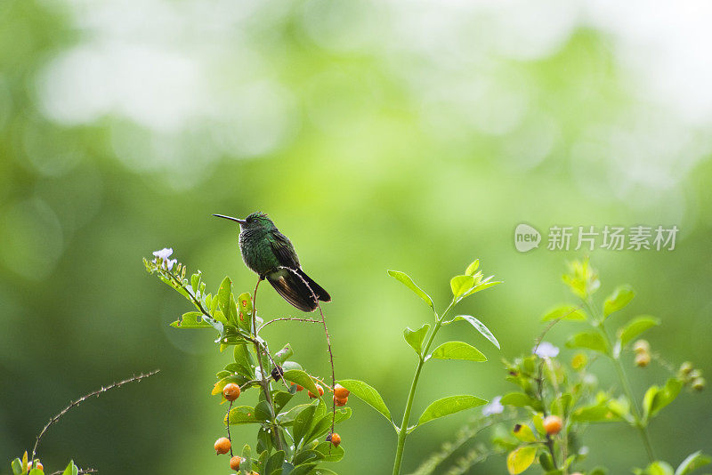 绿色的蜂鸟