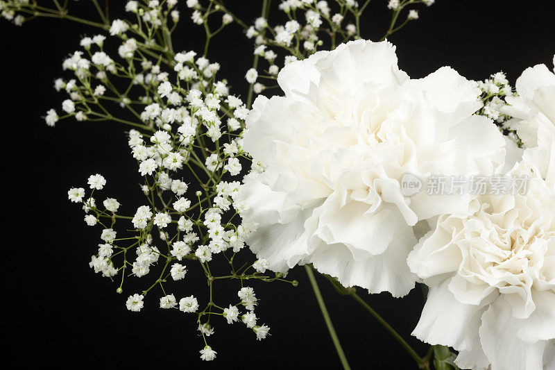 康乃馨和Gypsophila花的安排，孤立在黑色上