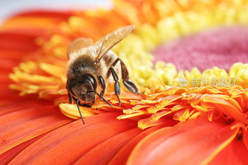 蜜蜂和非洲菊