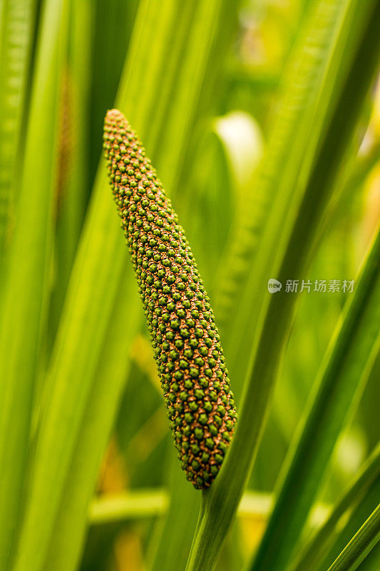 菖蒲在7月