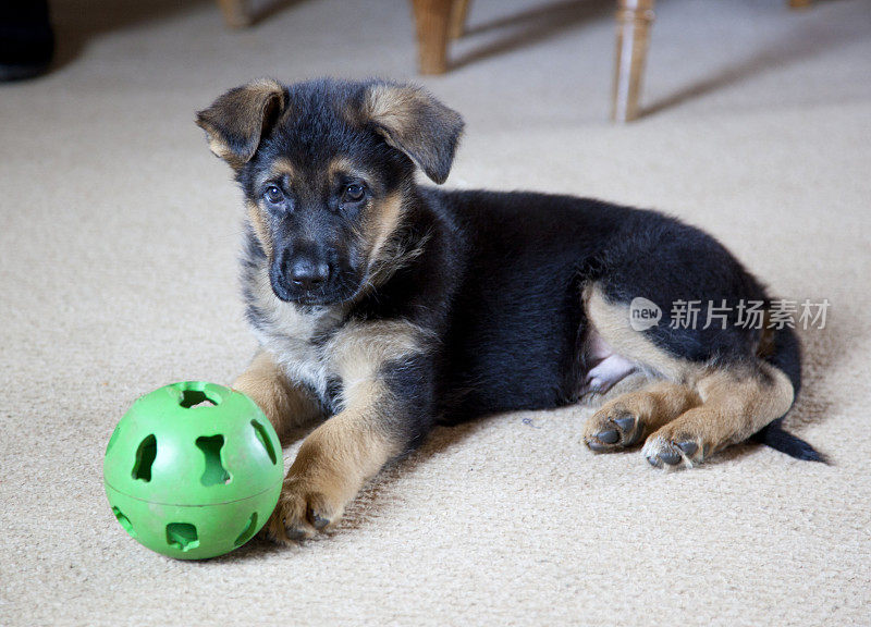 德国牧羊犬的小狗