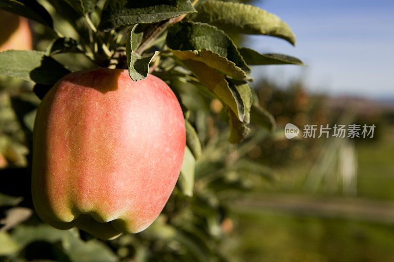 奥肯那根谷的美味苹果