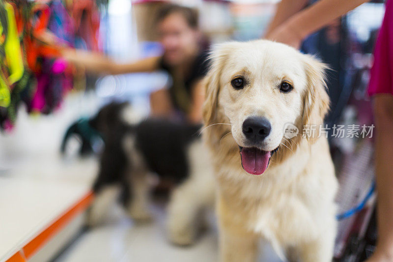 可爱的金毛猎犬宠物店