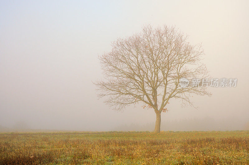 雾中田野上一棵光秃秃的橡树