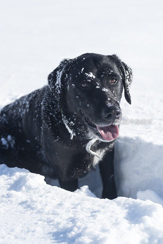 黑色拉布拉多在雪地上行走