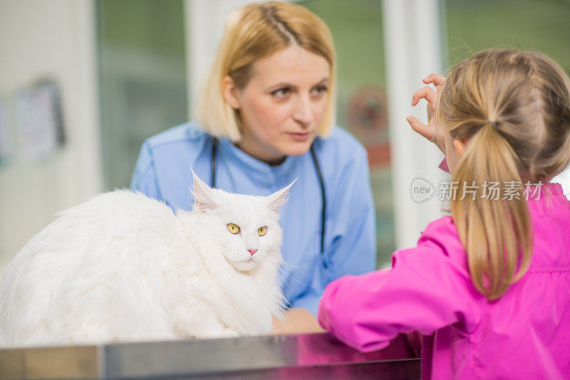 兽医正在检查家里的猫