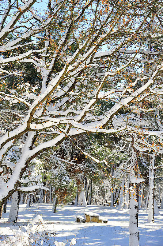 树木和雪