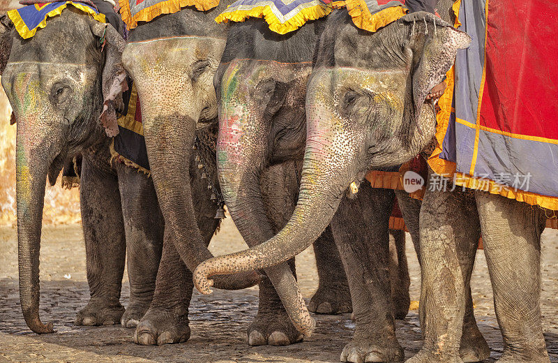 印度斋浦尔琥珀堡的大象