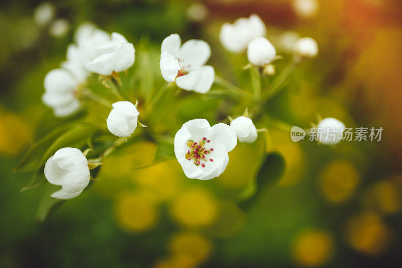 开花李树