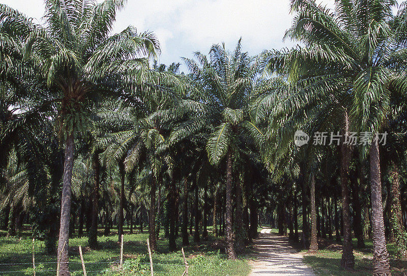 乡村公路，非洲油棕榈种植园，农业领域，亚特兰提达，洪都拉斯