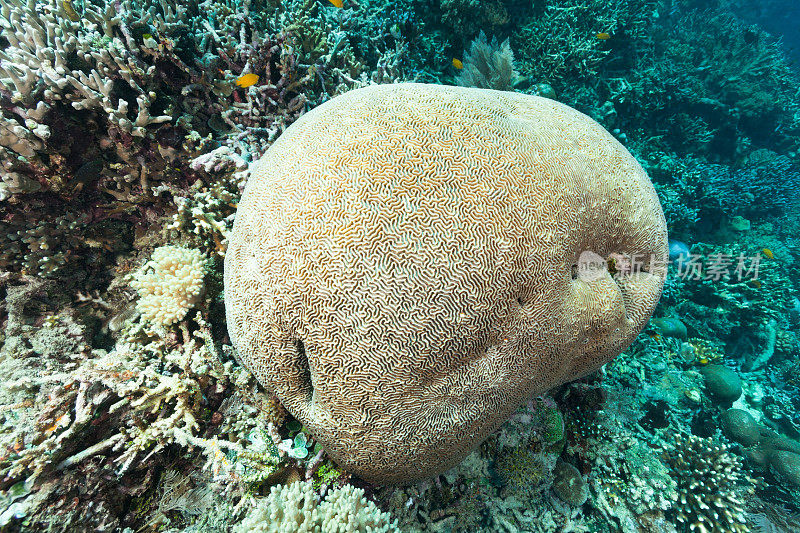 雄伟的脑珊瑚在热带礁，拉贾安帕，巴布亚，印度尼西亚