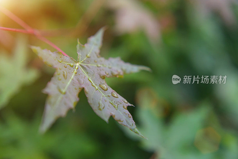 带雨滴的叶子