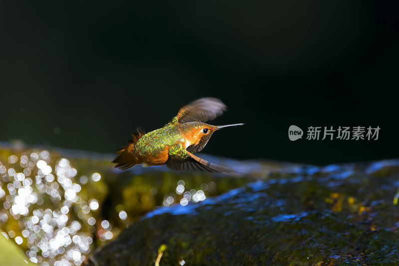 旧金山金门公园的蜂鸟