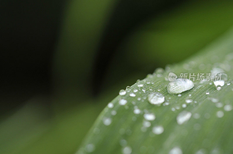 雨滴落在百合叶上