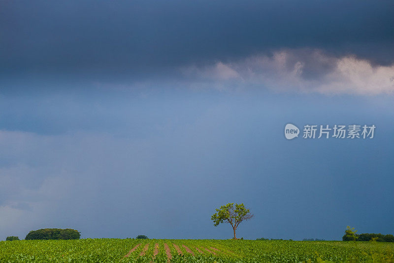 乡村景观下的农业玉米田暴风雨的云