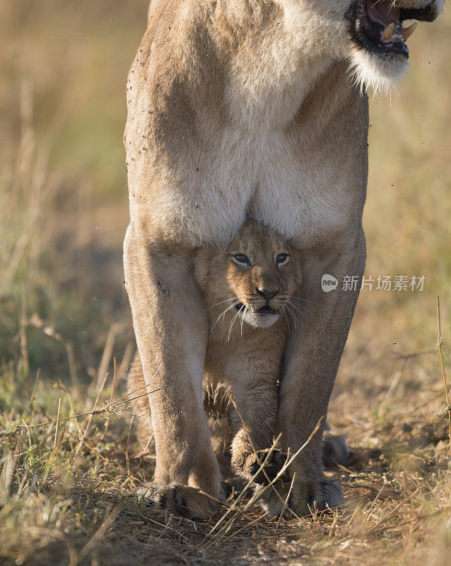 肯尼亚马赛马拉，母狮幼崽