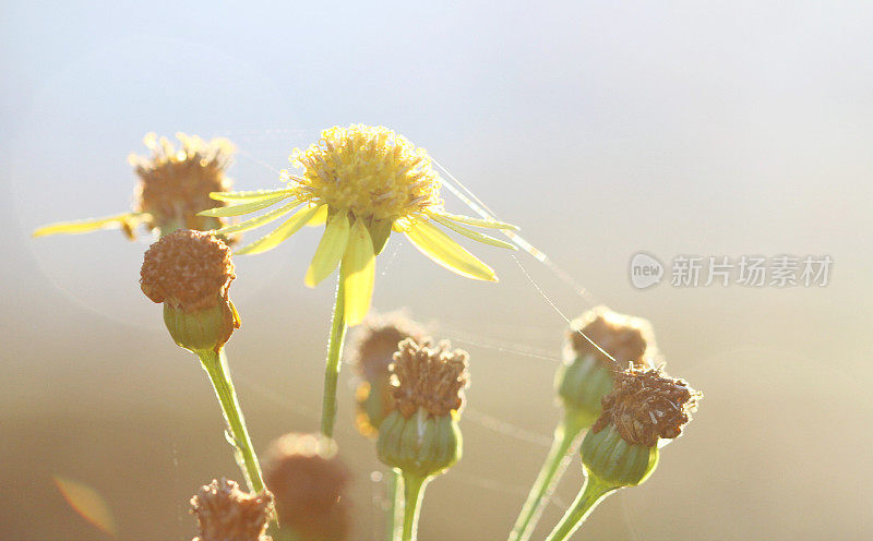 阳光下的黄花