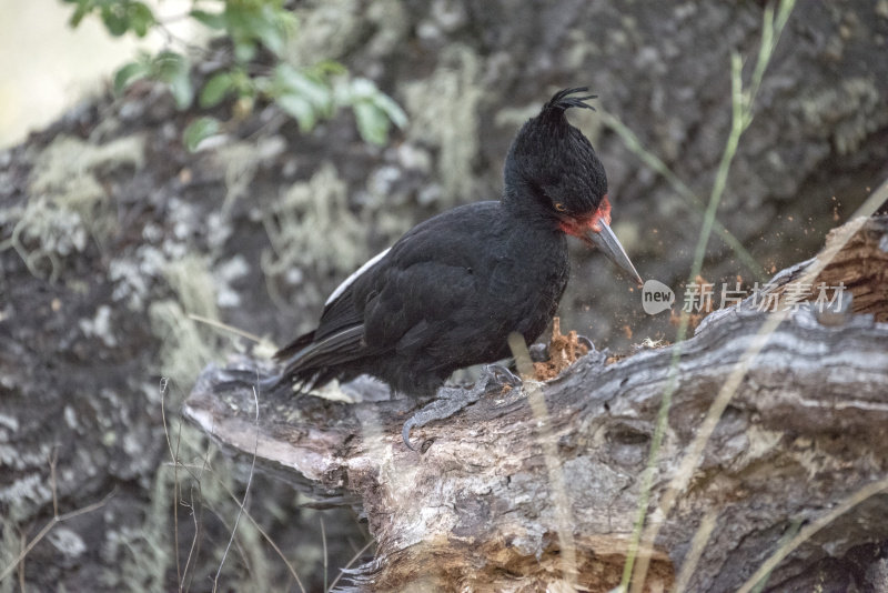 麦哲伦啄木鸟