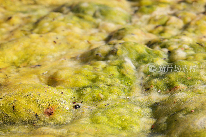 藻类，粘液，污染的沼泽池塘，气泡膜