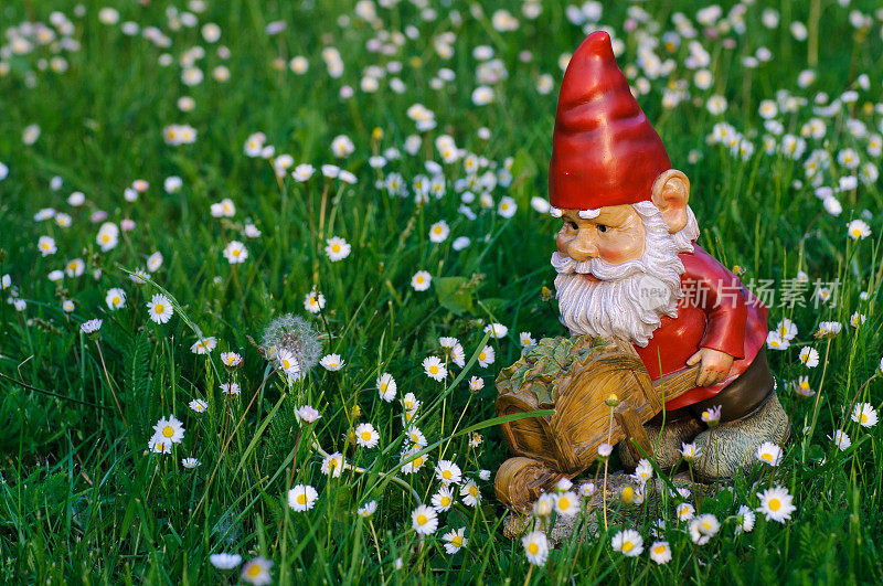 花园侏儒戴着红帽子和衬衫在花园里工作