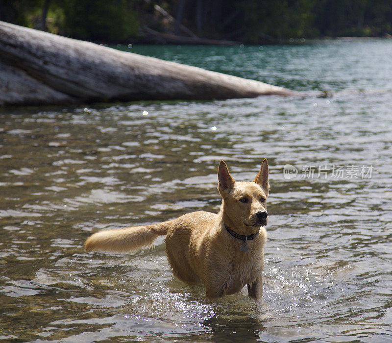 狗在山上的湖里凉快