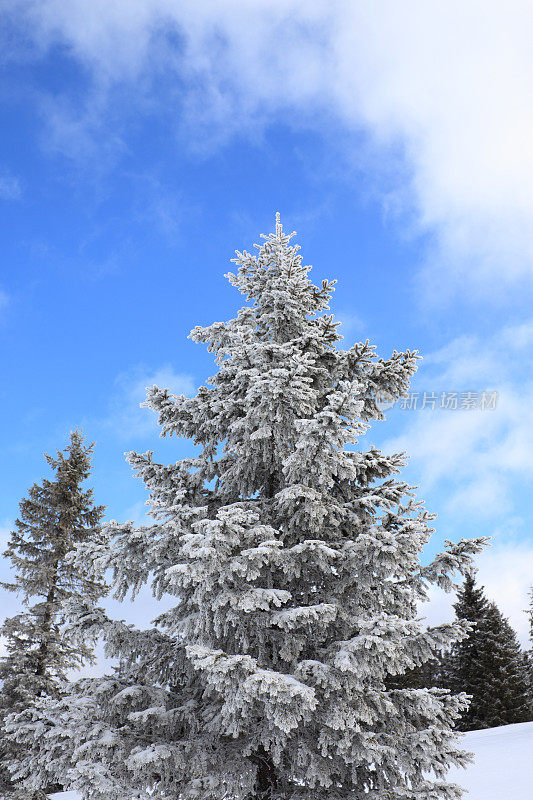 白雪覆盖的松树