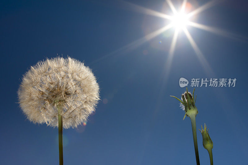 阳光灿烂的天空中盛开的蒲公英