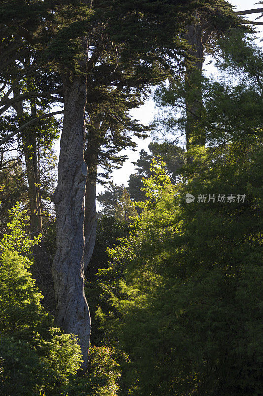 旧金山植物园的夕阳