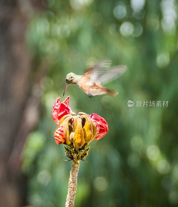 阿玛西莉亚蜂鸟在热带花朵旁盘旋