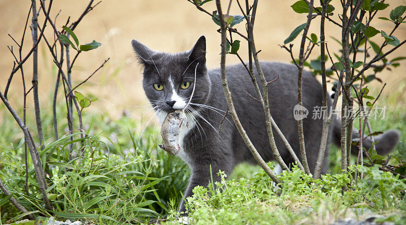 猫捉老鼠