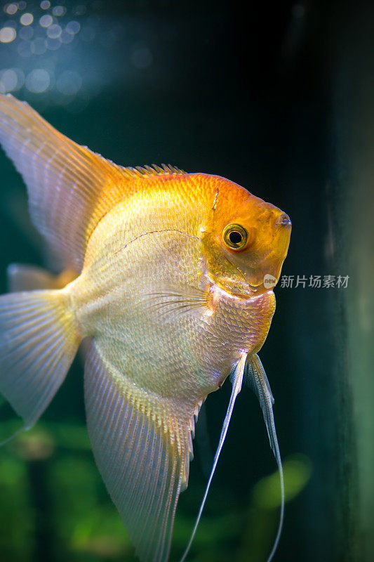 在水族馆水下的黄天使热带鱼