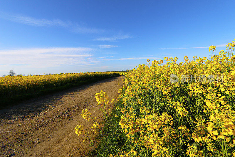 穿过油菜田的道路