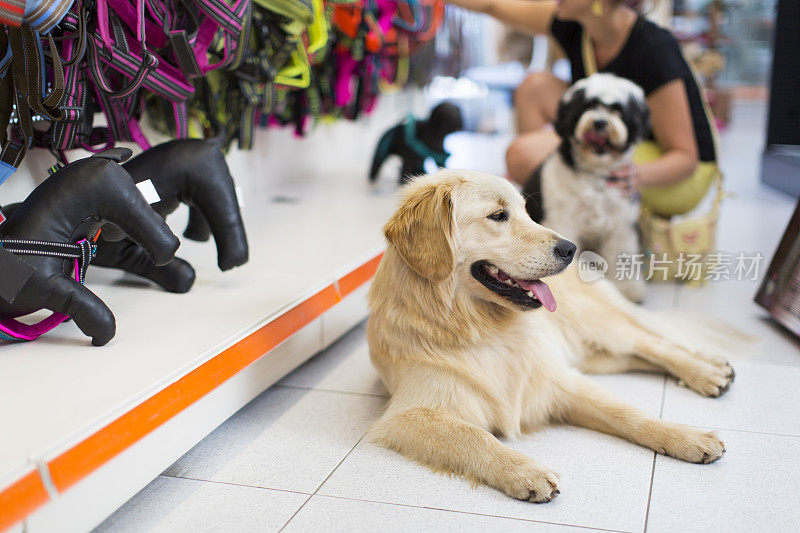 可爱的金毛猎犬和藏獒在宠物店
