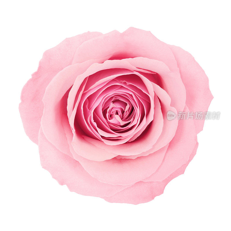漂亮的粉色玫瑰