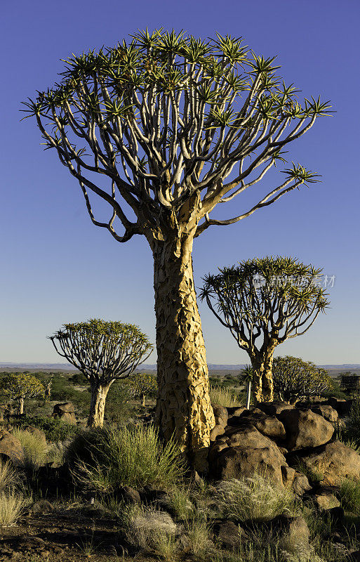 箭袋树森林，纳米比亚