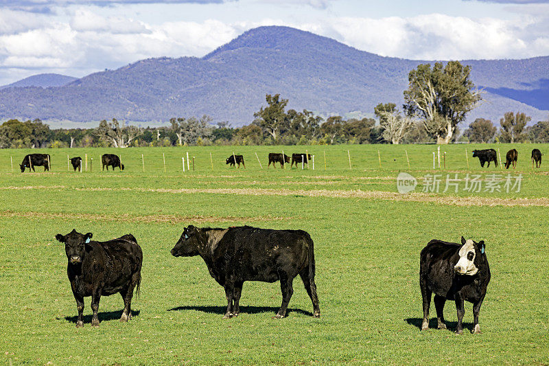 一群牛在山丘附近的绿油油的草地上吃草