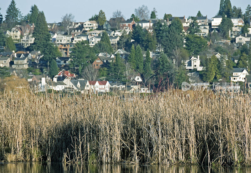 华盛顿州西雅图湖和高档社区的香蒲