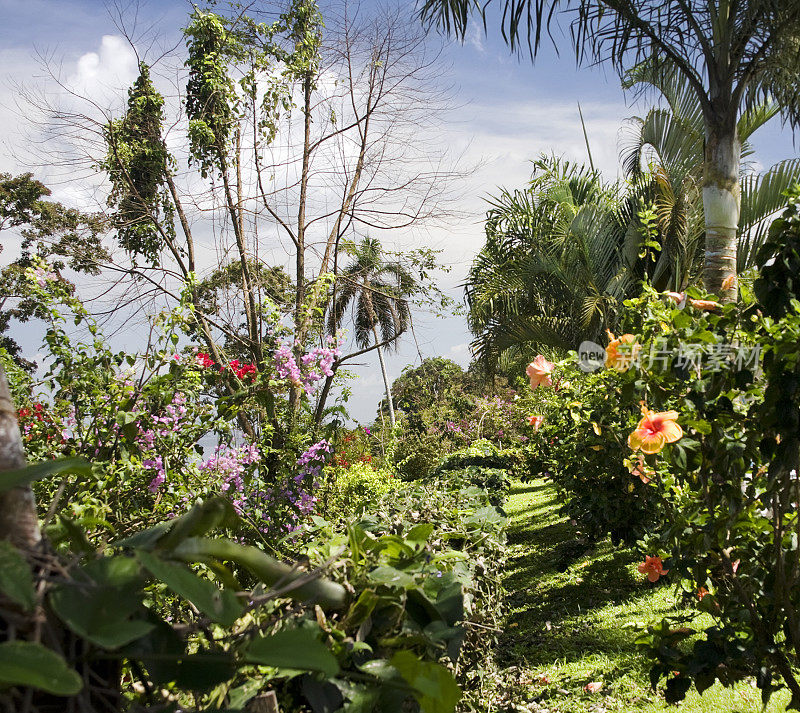 Panamá的热带植被