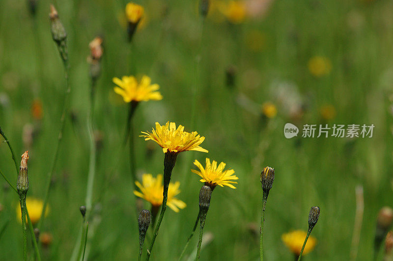 长满黄色蒲公英的草地(田野)