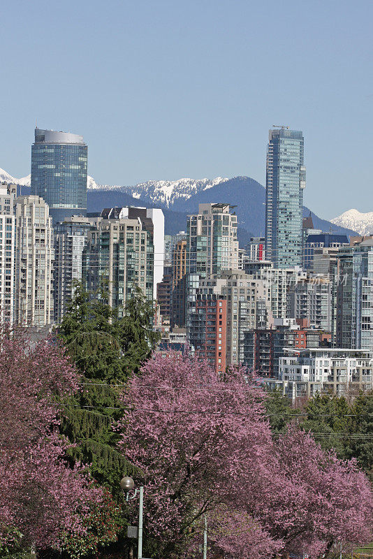 加拿大不列颠哥伦比亚省温哥华，春天的花朵和耶鲁城大厦
