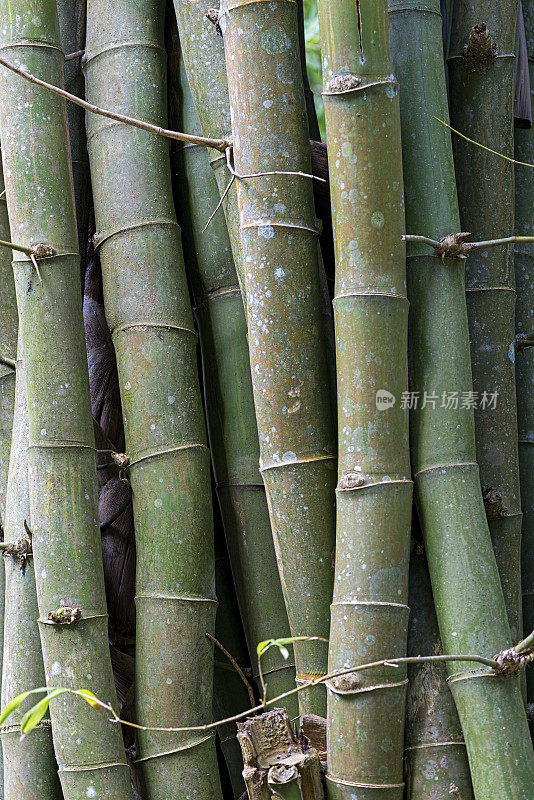 生长竹茎背景。